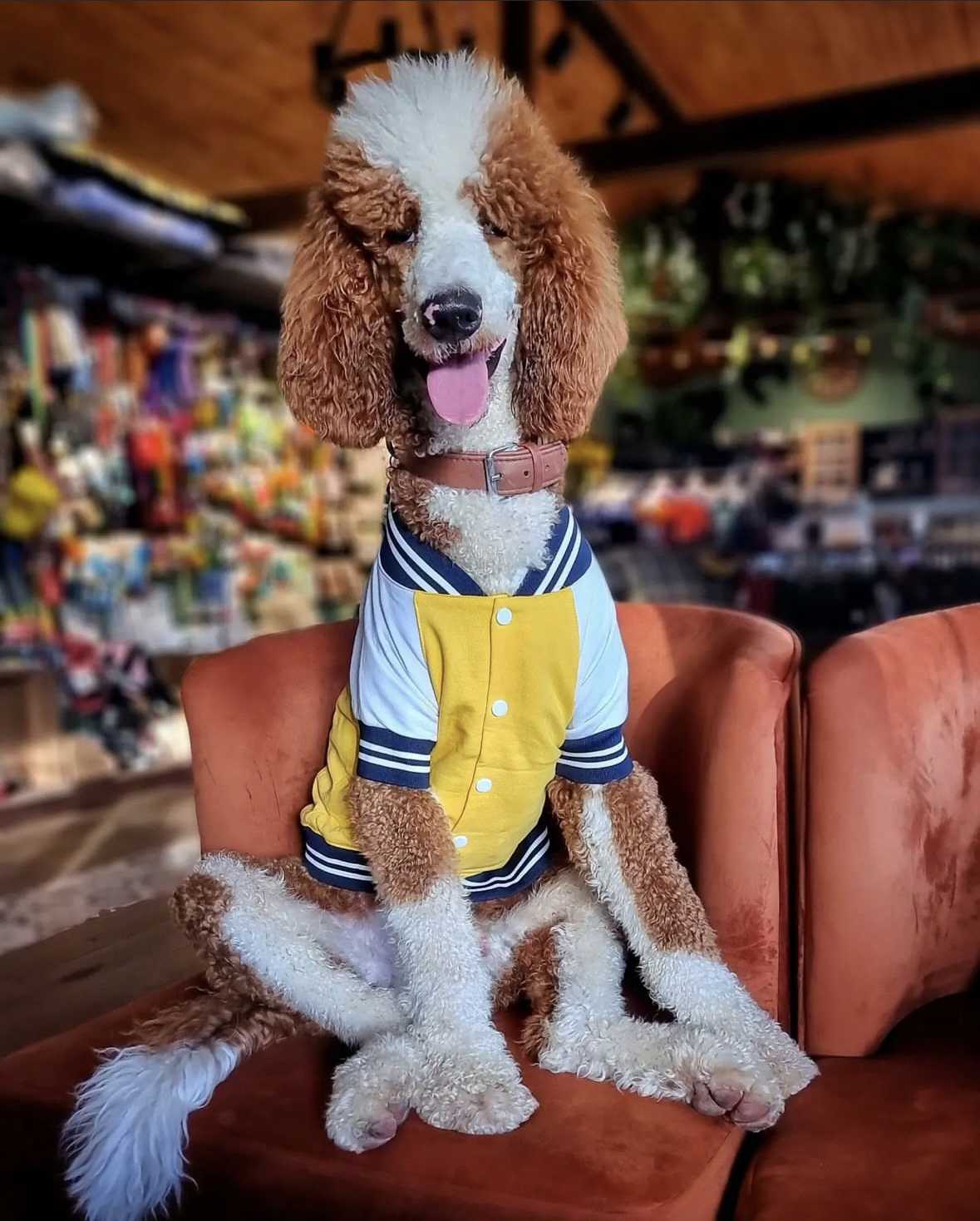 EDDİE-GİANT POODLE